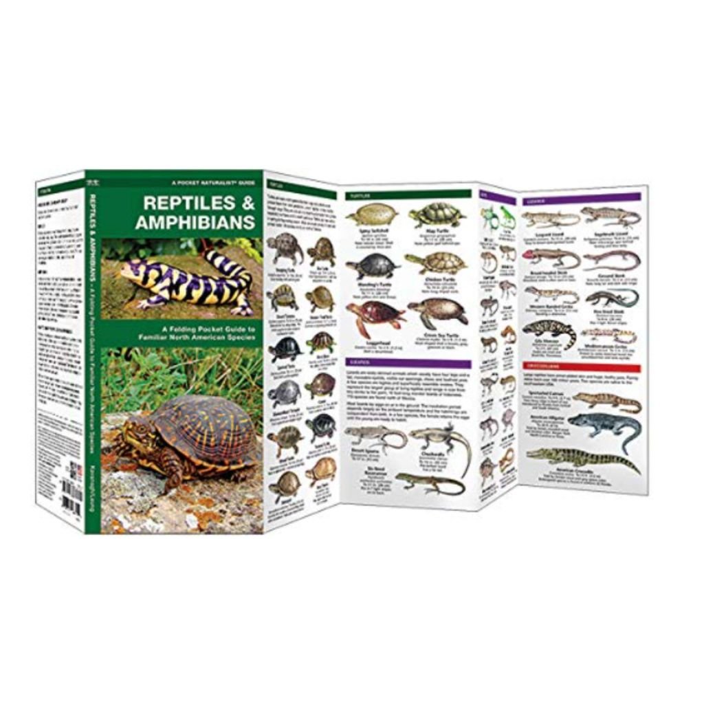 Reptiles & Amphibians: A Pocket Guide - Wanderer's Outpost