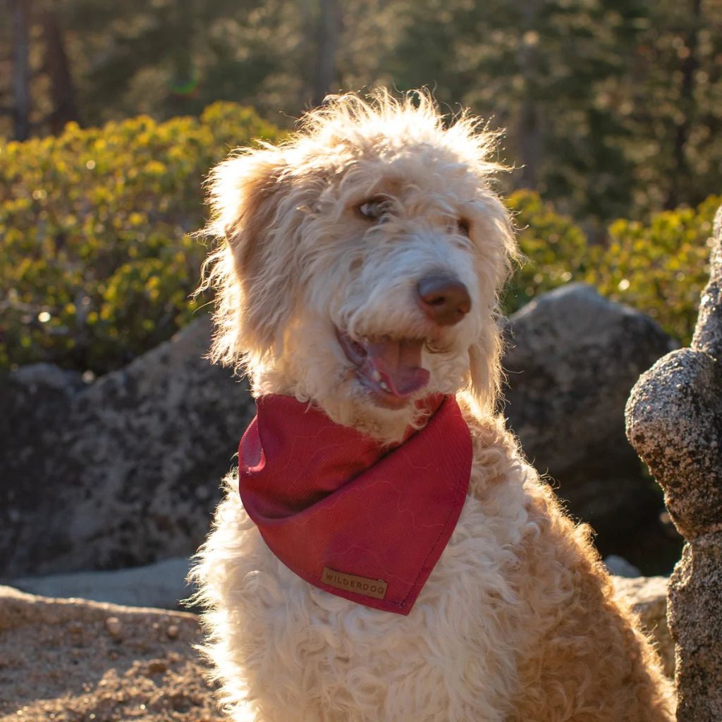 Wilderdog Bandana - Wanderer's Outpost