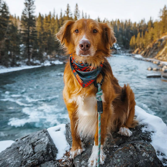 Wilderdog Bandana - Wanderer's Outpost