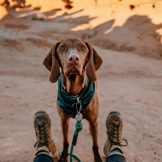 Wilderdog Bandana - Wanderer's Outpost