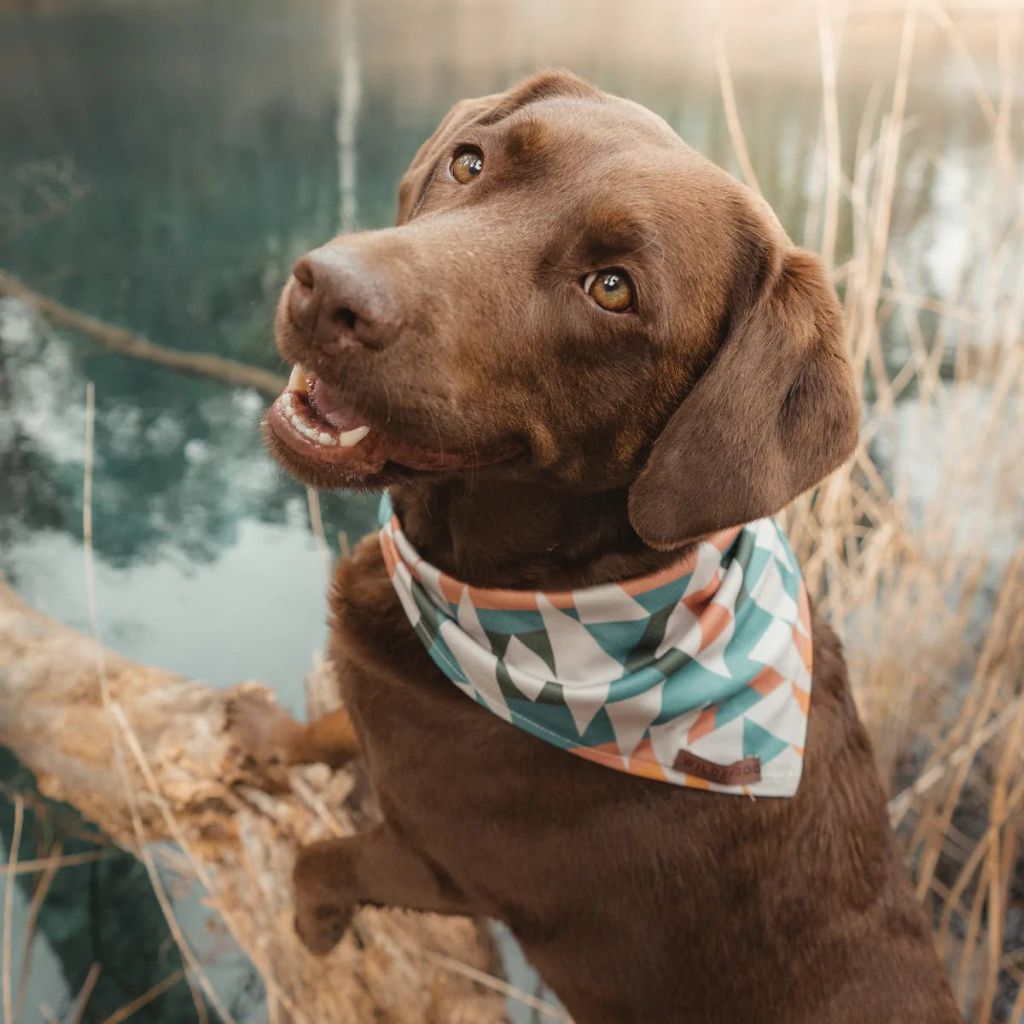 Wilderdog Bandana - Wanderer's Outpost