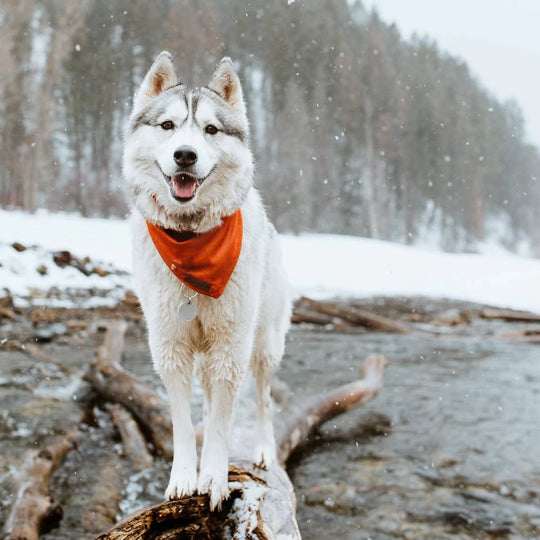 Wilderdog Bandana - Wanderer's Outpost