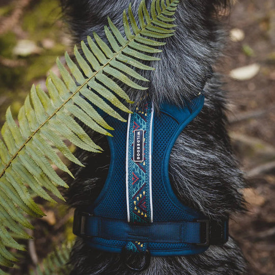 Wilderdog Harness Pacific Blue - Wanderer's Outpost