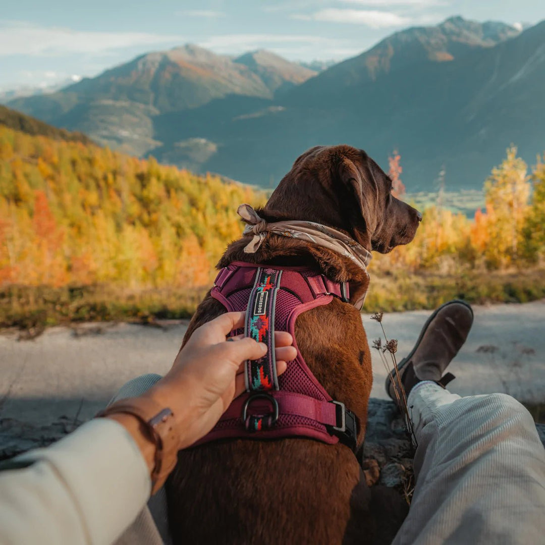 Wilderdog Harness Huckleberry - Wanderer's Outpost