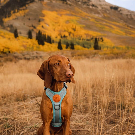 Wilderdog Harness - Wanderer's Outpost